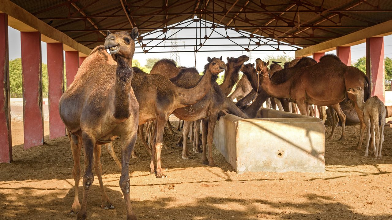 Camel Research Centre